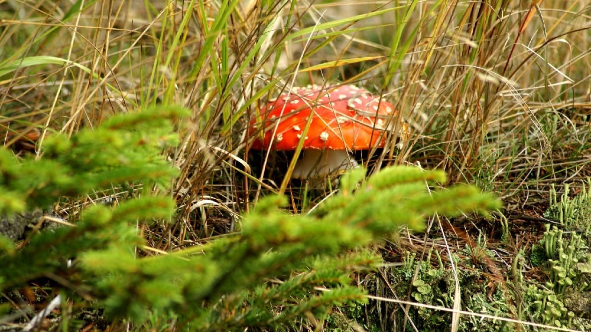 muchomurka