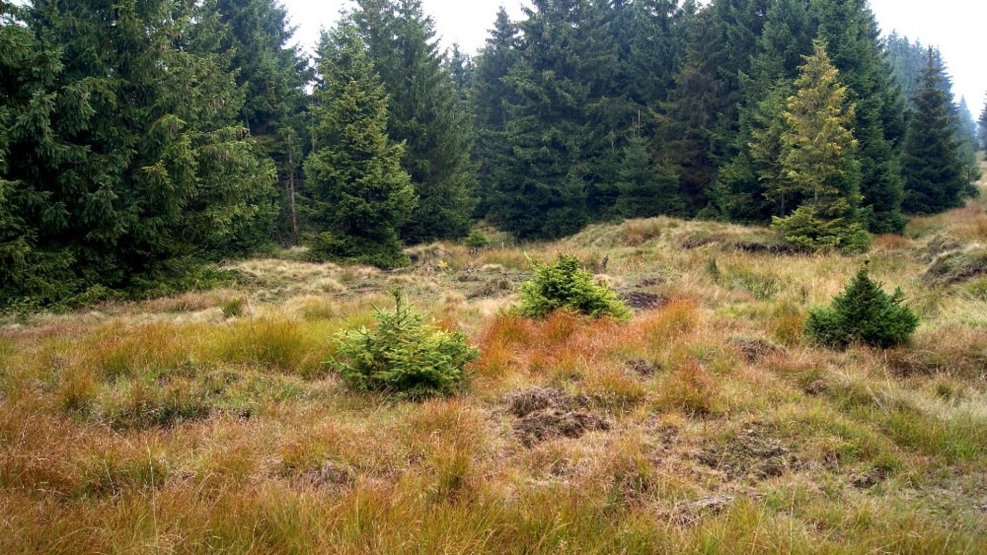 novodomske-raseliniste